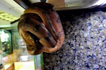 Snakes kaufen und verkaufen Photo: 1.1 Corallus hortulanus Hamm , Houten 