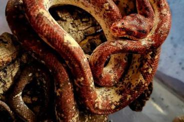 Boas kaufen und verkaufen Photo: Hamm/Houten,  1.3 Corallus hortulanus 