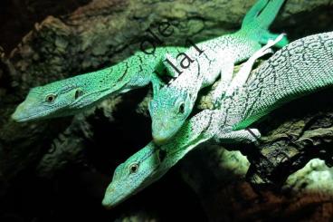 Lizards kaufen und verkaufen Photo: Varanus prasinus Merauke cb 2/24