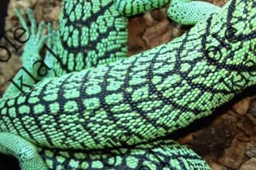 Lizards kaufen und verkaufen Photo: Varanus prasinus Merauke cb