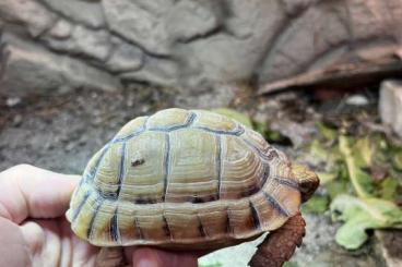 Schildkröten  kaufen und verkaufen Foto: For Hamm and Verona fairs