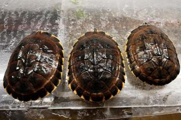 Turtles and Tortoises kaufen und verkaufen Photo: For Verona (may 12 may 2024)