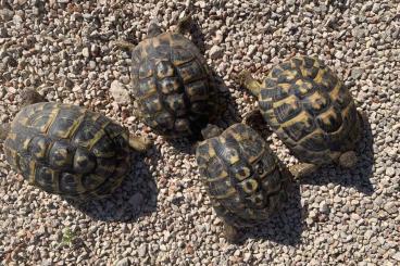 Tortoises kaufen und verkaufen Photo: Testudo hermanni hermanni (balearian) 3 females, 1 male