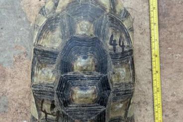 Schildkröten kaufen und verkaufen Photo: Subadult/adults Testudo Marginata Marginata (sardinian) Schildkröten kaufen und verkaufen Photo: Subadult/adults Testudo Marginata Marginata (sardinian)