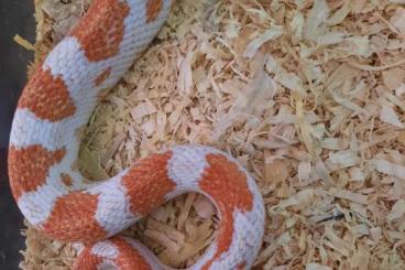 Snakes kaufen und verkaufen Photo: Elaphe guttata - albino - Männchen