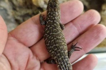 Lizards kaufen und verkaufen Photo: Stokesii Hosmeri Nigrolutea 