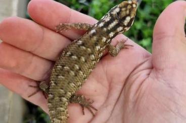 Lizards kaufen und verkaufen Photo: Egernia hosmeri CB 07.2023 / CB 07.24