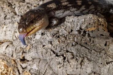 Echsen  kaufen und verkaufen Foto: Egernia stokesii 2.0.1 tiliqua nigrolutea lowland 1.0