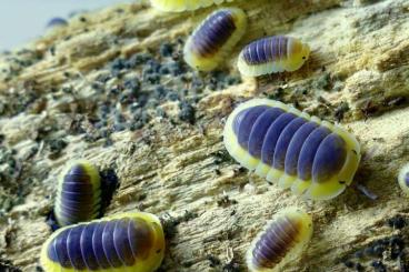 Crustraceae non aquatic kaufen und verkaufen Photo: Terraristika Hamm, Isopods, Cubaris, Millipedes, Scolopendra