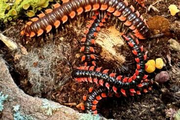 other Arthropoda kaufen und verkaufen Photo: Biete Cubaris, Isopods, Kugler, Rhopalomeris, Millipeds, Scolopendra