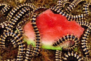 other Arthropoda kaufen und verkaufen Photo: Biete Cubaris, Isopods, Kugler, Rhopalomeris, Millipeds, Scolopendra