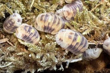 Krebstiere terrestrisch  kaufen und verkaufen Foto: Biete Cubaris, Isopods, Millipeds, Scolopendra, Schnecken, Snails