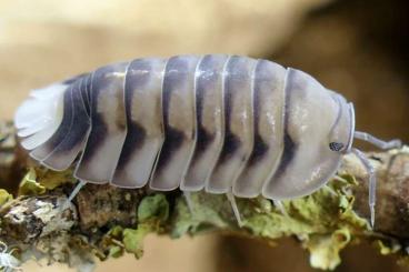 Krebstiere terrestrisch  kaufen und verkaufen Foto: Biete Cubaris, Merulanella, Isopods, Millipeds, Scolopendra, Asseln