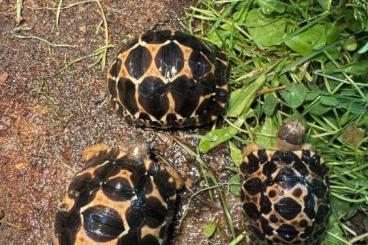 Tortoises kaufen und verkaufen Photo: Strahlenschildkröten, NZ 24 Radiata 
