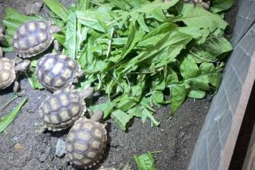 Tortoises kaufen und verkaufen Photo: Geochelone sulcata Spornschildkröte