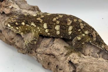 Geckos kaufen und verkaufen Foto: Rhacodactylus leachianus Hamm