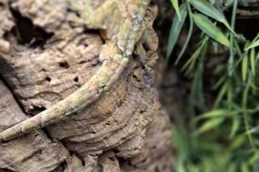 Geckos kaufen und verkaufen Foto: 1.1 Mniarogekko chahoua für Hamm