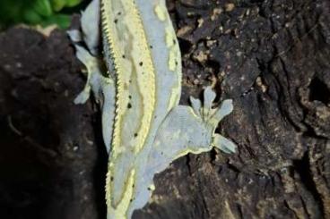 Geckos kaufen und verkaufen Photo: Correlophus ciliatus Hamm