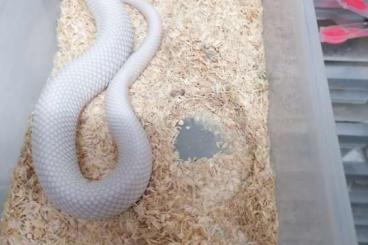 Schlangen kaufen und verkaufen Foto: Hognose Lucy 1.0 proven breeder 