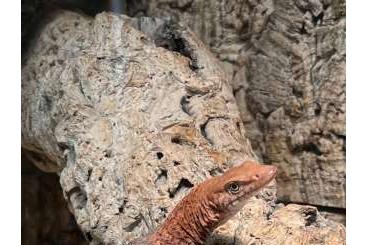 Monitor lizards kaufen und verkaufen Photo: Varanus Pilbarensis. Young male 