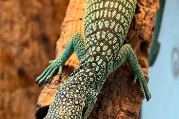 Monitor lizards kaufen und verkaufen Photo: 0.0.1 Varanus prasinus, CB 4/24, local form Jayapura 