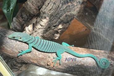 Monitor lizards kaufen und verkaufen Photo: Varanus prasinus Jayapura, 0.0.2 (1.1), CB 4/24