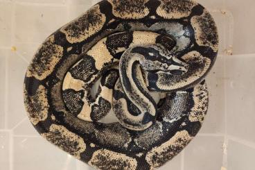 Boas kaufen und verkaufen Foto: Thumbs Long Tail Boa CB23 Boa constrictor longicauda