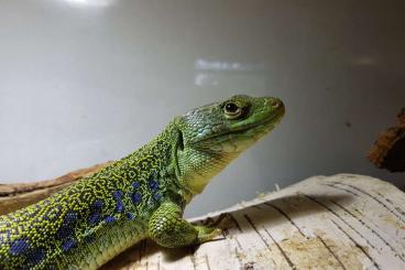 Lizards kaufen und verkaufen Photo: Timon lepidus, Perleidechse, Jungtiere DNZ 07/2024