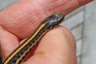 Schlangen kaufen und verkaufen Foto: Thamnophis radix, DNZ 07/2024