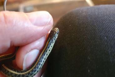 Schlangen kaufen und verkaufen Foto: 0,2 Thamnophis radix DNZ 07/24