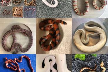 Schlangen kaufen und verkaufen Foto: Lampropeltis Zonata/ Leonis/ Palmetto/ Boaedon 