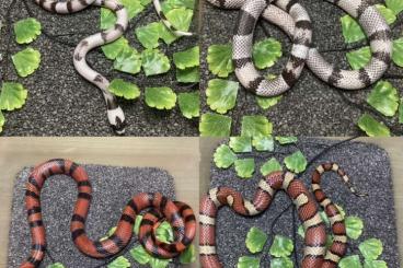 Snakes kaufen und verkaufen Photo: Lampropeltis Hondurensis, Syspila, Zonata, Leonis, Het Palm, python 