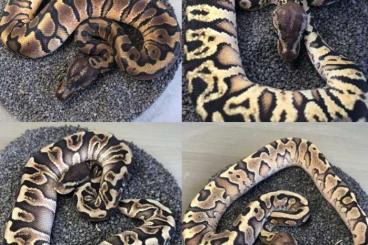 Schlangen kaufen und verkaufen Foto: Lampropeltis Ghost Hondurensis / Leonis / Ruthveni/ Ball Python/ corns