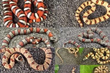 Snakes kaufen und verkaufen Photo:  Lampropeltis Leonis (ehem. Mexicana Thayeri) 
