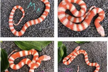 Snakes kaufen und verkaufen Photo: Königsnatter Lampropeltis Leonis | Ruthveni Albino |Palmettos |Zonata 
