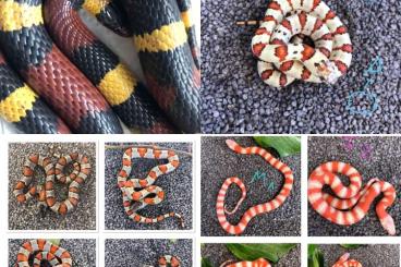 Snakes kaufen und verkaufen Photo: Lampropeltis Blairi Königsnatter, Kornnatter, Mandarinnatter für Hamm 
