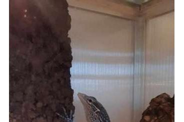 Monitor lizards kaufen und verkaufen Photo: Varanus prasinus merauke a macraei