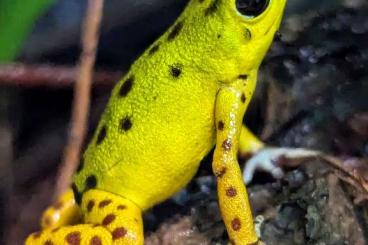 Poison dart frogs kaufen und verkaufen Photo: 0,2 Oophaga pumilio"Colon, Drago"