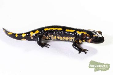 Schwanzlurche kaufen und verkaufen Foto: Offer/ Newts and Salamanders available at upcoming Hamm Show 