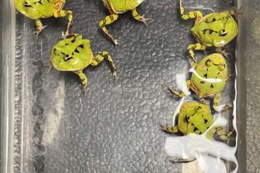 frogs kaufen und verkaufen Photo: Ceratophrys Cornuta        