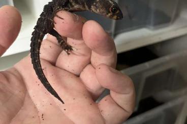 Lizards kaufen und verkaufen Photo: Chlamydosaurus, Tribolonotus