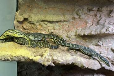 Echsen  kaufen und verkaufen Foto: Varanus Panoptes Horni       