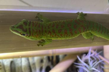 Echsen  kaufen und verkaufen Foto: Phelsuma grandis, Großer Madagaskar Taggecko