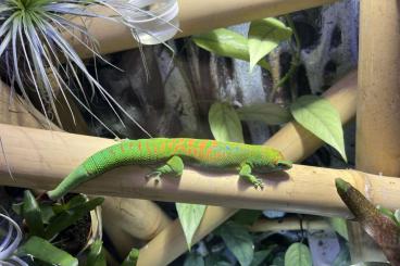 Lizards kaufen und verkaufen Photo: Phelsuma grandis, Großer Madagaskar Taggecko