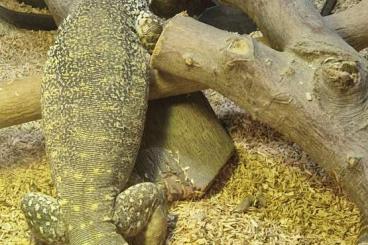 Warane kaufen und verkaufen Foto: 1.0 Varanus flavirufus.  