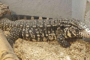 Echsen  kaufen und verkaufen Foto: 0.1 Tupinambis merianae  