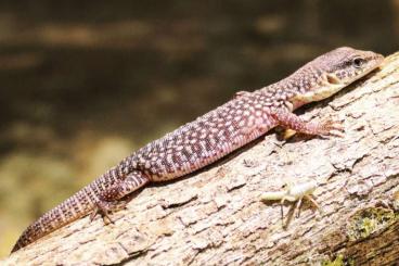 Monitor lizards kaufen und verkaufen Photo: 0.0.x varanus storri ENZ 09/2024