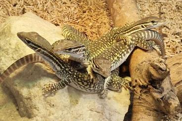 Monitor lizards kaufen und verkaufen Photo: Varanus flavirufus        