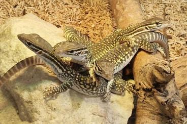 Lizards kaufen und verkaufen Photo: 0.0.2 varanus flavirufus NZ 01/2025