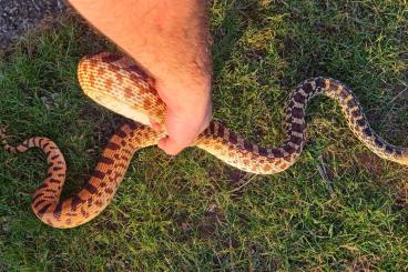 Snakes kaufen und verkaufen Photo: 0.0.10 Pituophis Catenifer Sayi Enz 2024 